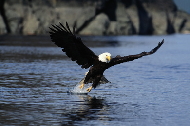 Flying Eagle Near Lake