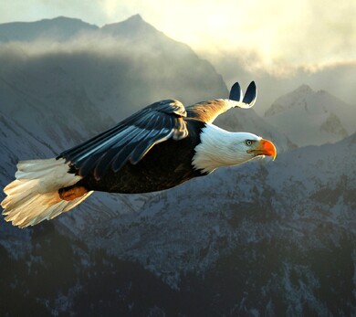 Flying Eagle