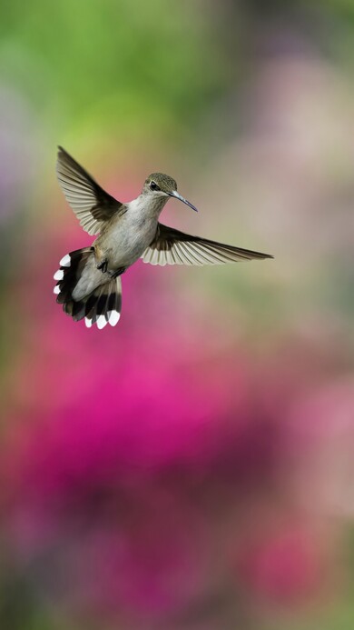 Flying Hummingbird