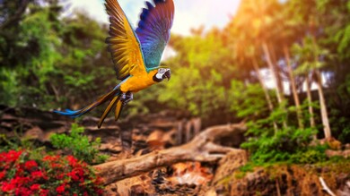 Flying Parrot HD Pics