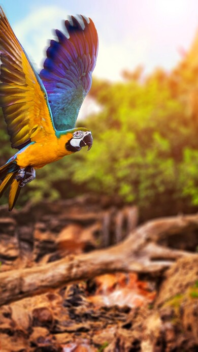 Flying Parrot Photo