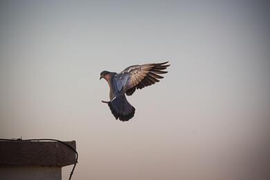 Flying Pigeon Full HD Wallpaper