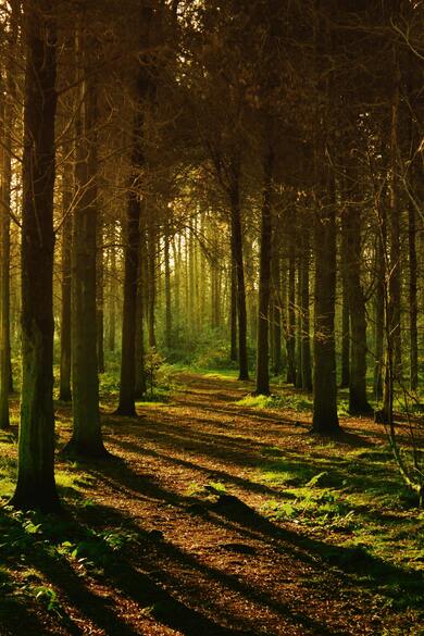 Forest Tree Mobile Pic