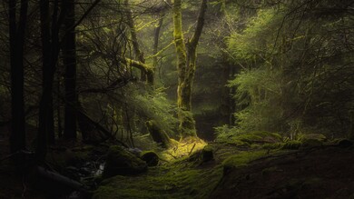 Forest Tress Branches Nature