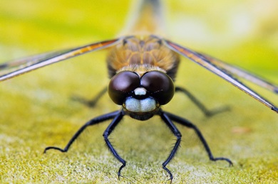 Four Spotted Dragonfly Macro Photography