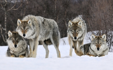Four Wolf in The Snow HD Wallpaper