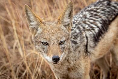 Fox Animal in Forest