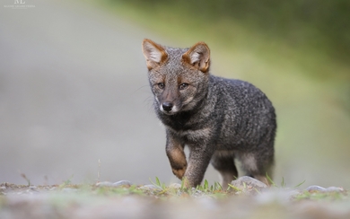 Fox Baby Walking on Road HD Wallpaper