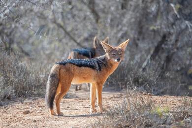 Fox in Forest