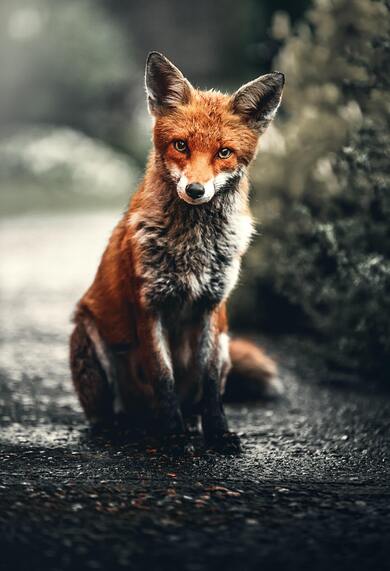 Fox in Street HD Photo