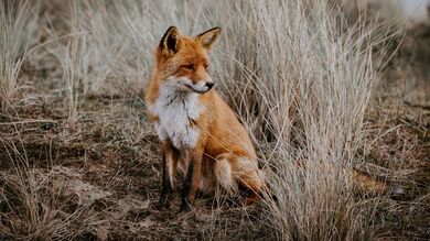 Fox on Dry Grass Field