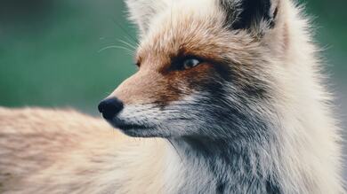 Fox Portrait Photography