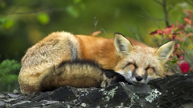 Fox Sleeping HD Wallpaper
