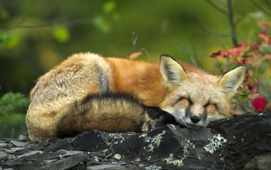 Fox Sleeping on Rock Photo