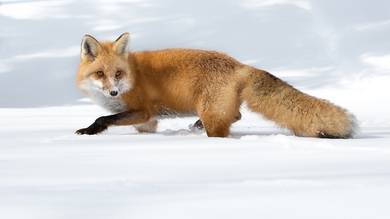Fox Waking in Snow HD Wallpaper