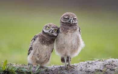 Friends Forever Owls Bird