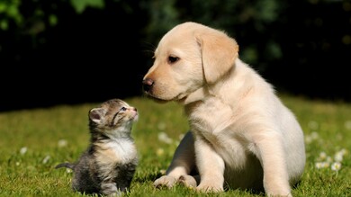 Friends Kitty and Puppy