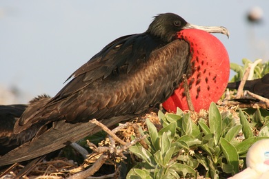 Frigatebird in Nest Ultra HD Wallpaper