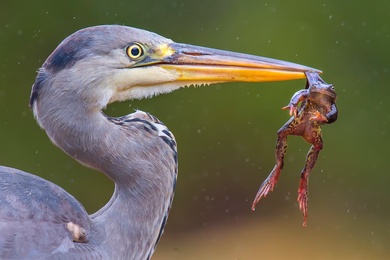 Frog Hunting by Bird Herons