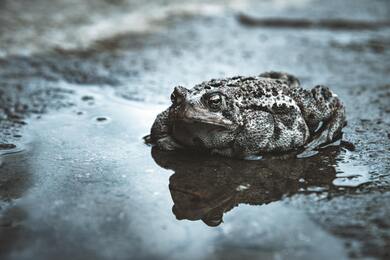 Frog in Water Image