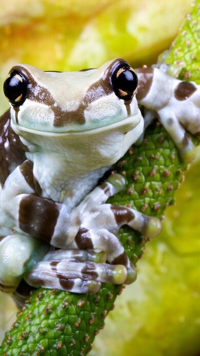 Frog Looking Cools Sitting on Branch