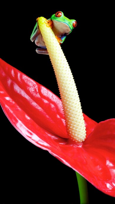 Frog on Flower