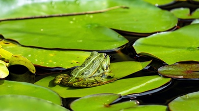 Frog on Leave