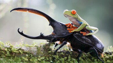 Frog On Top of Insect Elephant