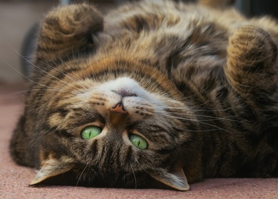 Funny Cat Sleeping on Floor