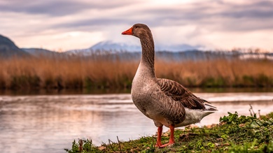 Geese Bird Macro 4K Photography