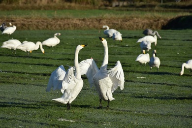 Geese Birds Fight