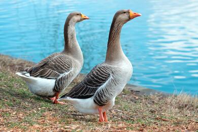 Geese Duck Near Water