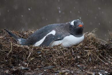 Gentoo Penguin Sitting on Wet Grass