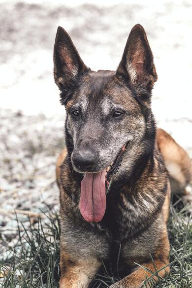 German Shepherd Dog in Winter Mobile Image