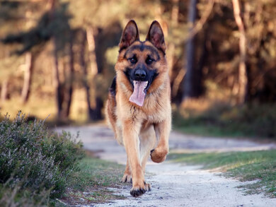 German Shepherd Dog Running