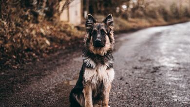 German Shepherd Dog Sitting on Road