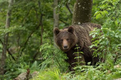 Giant Bear in Jungle for Hunting