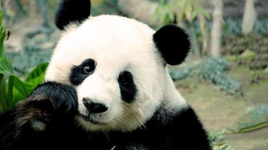 Giant Panda Free Wallpaper