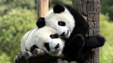 Giant Panda Love Together Image