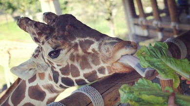 Giraffe Animal Eating Leaves