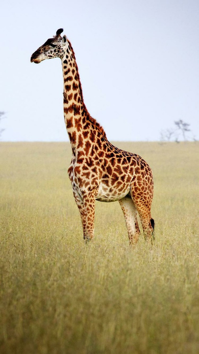 Giraffe Animal Mobile HD Wallpaper