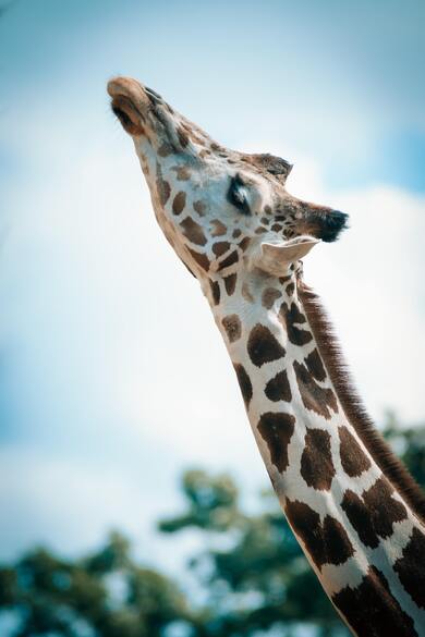 Giraffe Close Up Animal Mobile Wallpaper