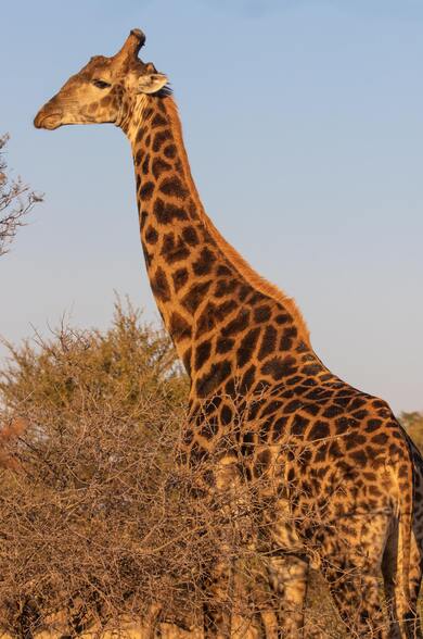Giraffe Eating Grass