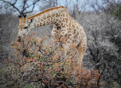 Giraffe Eating Tree Leaves 4K Wallpaper