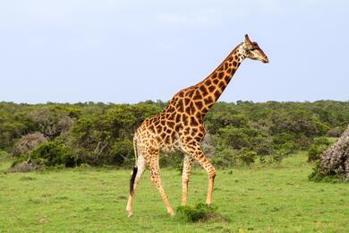 Giraffe in Green Field