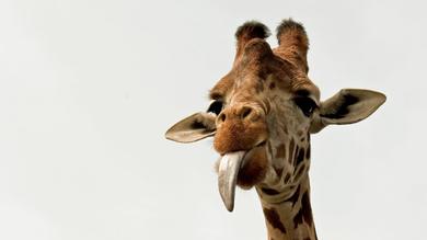 Giraffe Tongue Closeup 5K Wallpaper