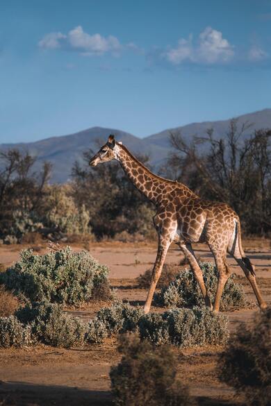 Giraffe Walking Photography