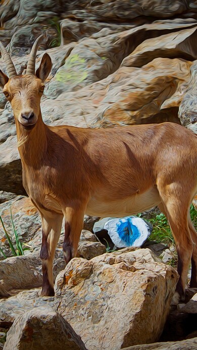 Goat In Mountain Cliffs Gorges Climbing
