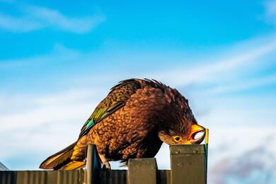 Golden Eagle Bird in Funny Look