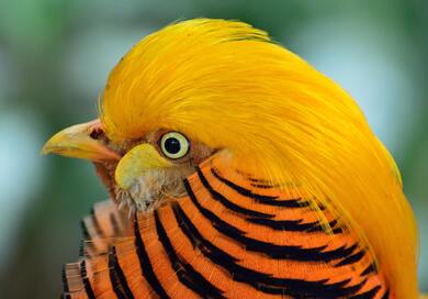 Golden Pheasant Bird 5K Wallpaper